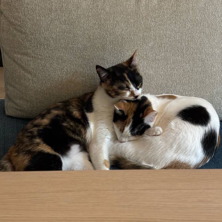 7ef70aff a728 4d87 9c62 5bb448f16af8 1768983162562