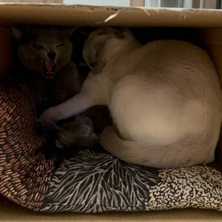 7ef9f3a9 1340 4880 8196 f13a0021a413 1741513414482