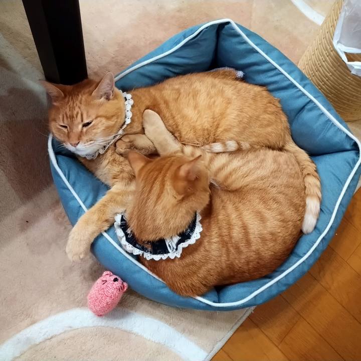 7f001cd2 b267 4928 84ef dc47b858b77c 1603518969786