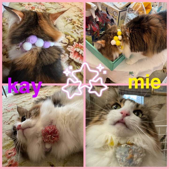 7f0065a7 d3bb 47b3 bc8c 5e338d378e95 1766714704029