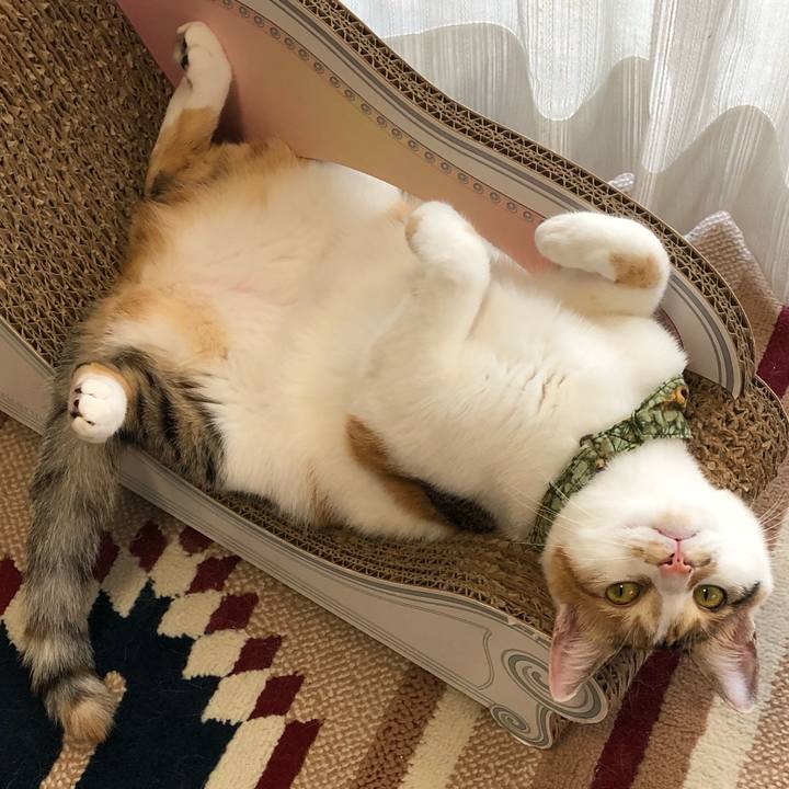 7f02a613 4b93 471b 8ff4 03e60b92e1a4 1595201896012