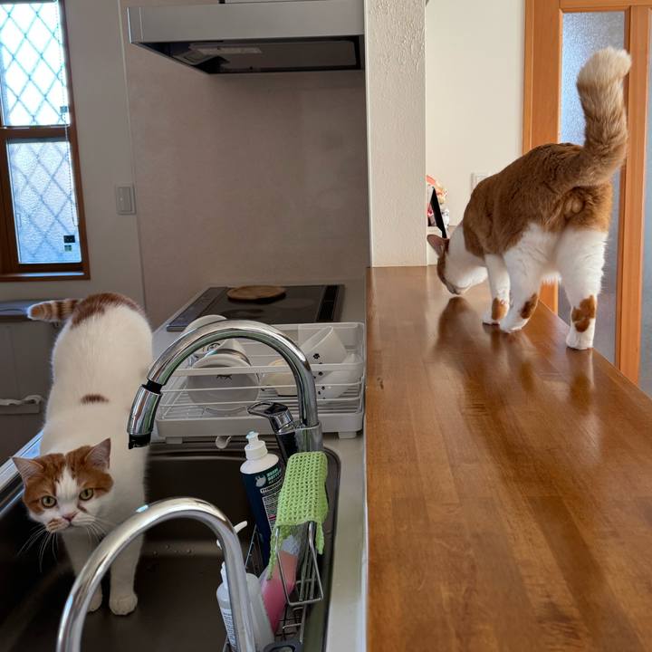 7f03a10f b50e 47b0 84b9 b272d5f1b89b 1767840413401