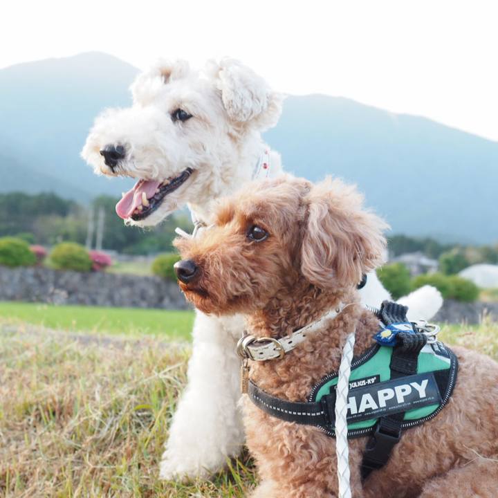 7f04a883 a78e 40a4 9158 e8fe359eee79 1559826239653