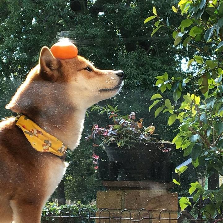 7f058b0a a277 40e0 8714 dba1bd96681a 1518779721200