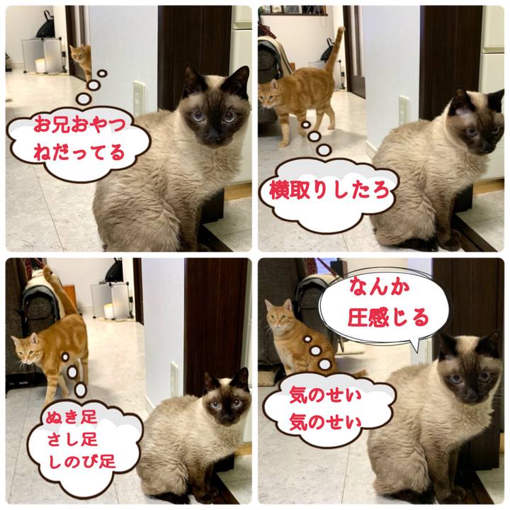 7f0703c3 0904 434a b9da 46e60c0a3f4f 1622335251787