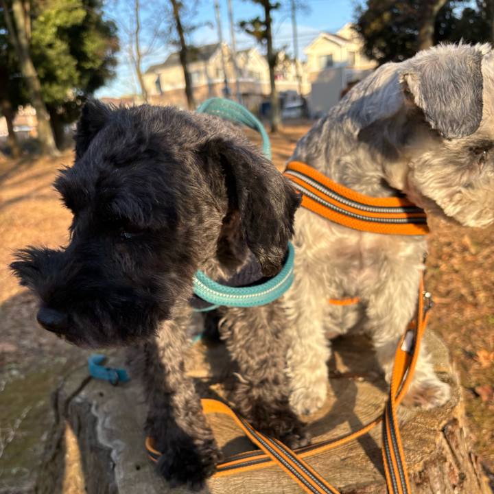 7f0ae311 92a2 45b4 b0e2 e5b23b192168 1703659318492