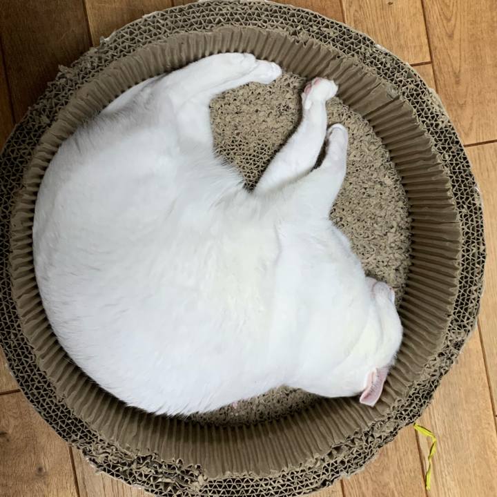 7f0e54b2 1a6c 43d7 aeab 76116b12af87 1586961798147