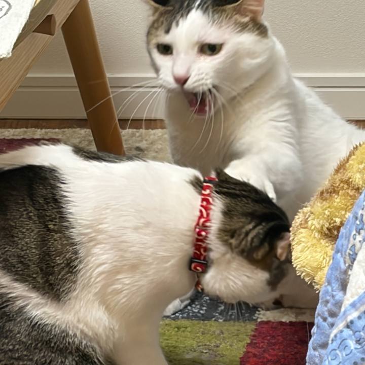 7f0f0733 b976 4040 89e7 676660901611 1768090431275