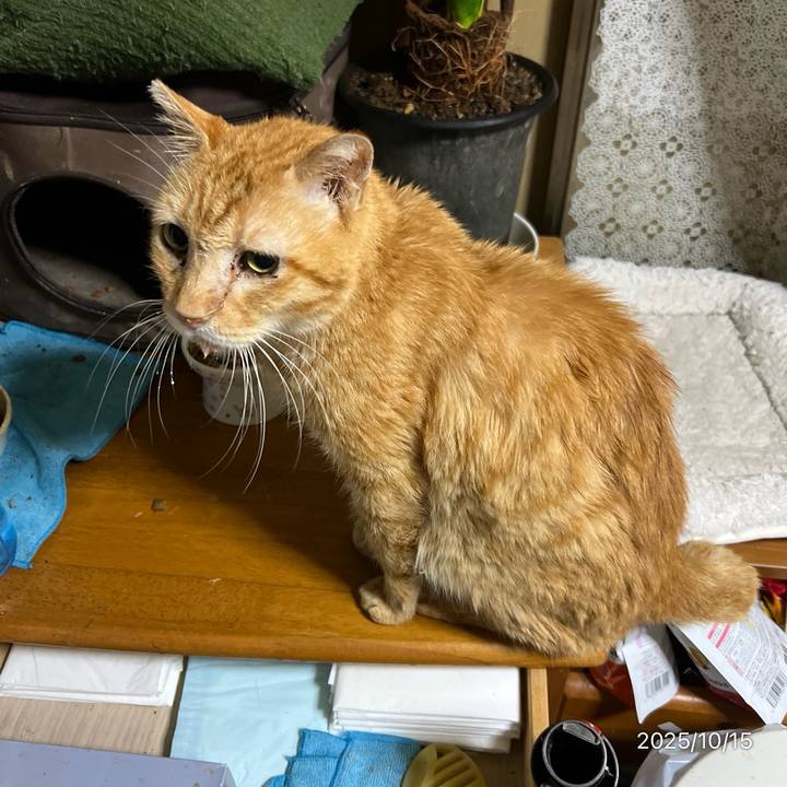 7f141cd5 c365 4ac2 ada8 2f2ed6177ddc 1760479739629