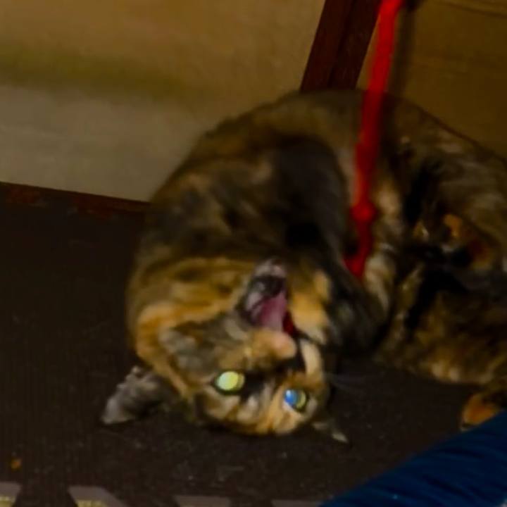 7f14203c bfe1 419e bc77 b00aedb13104 1764361919437