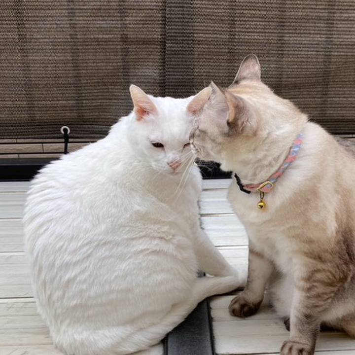 7f1a337a 6b06 4ec8 8c75 bd6ae9d8bc56 1763395290788