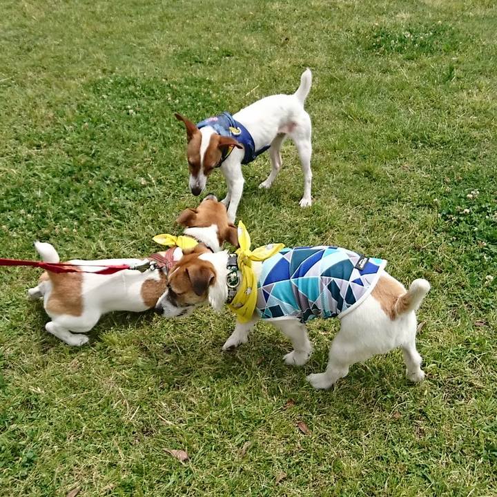 7f20295d fb4c 4b8c b844 a41142a5ec6a 1526123333710