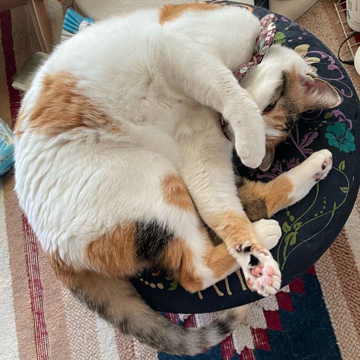 7f2777ee ebb0 422c 8ccc e5ad6f4835fc 1746262284356