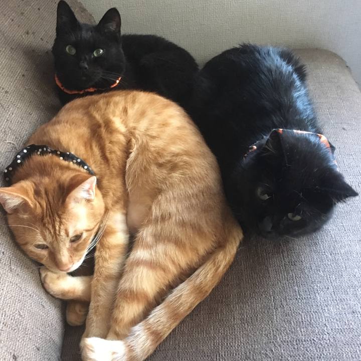 7f291820 0ec6 4165 89a4 f677562bc095 1539496102339