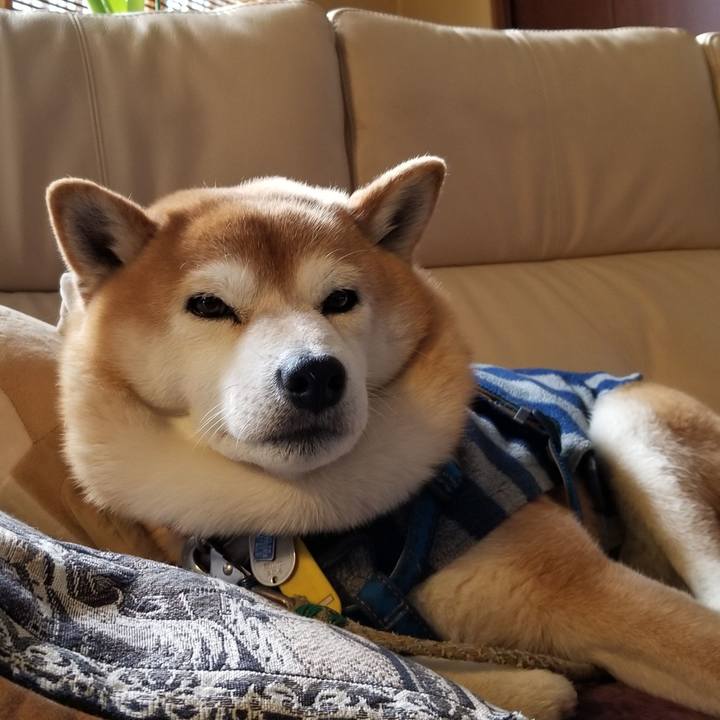 7f2c7dba 88f8 46dd 8793 f2c9727fa730 1550886242989