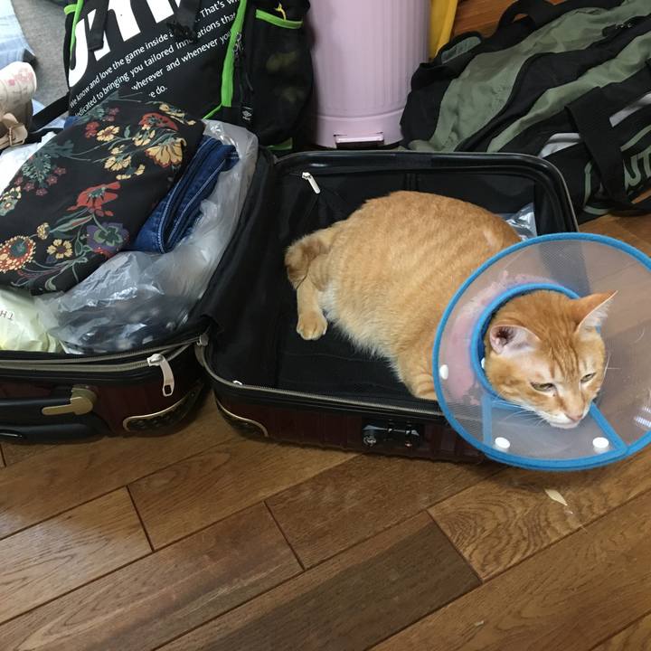 7f2f4a61 d8f4 413c 9797 309dbd900e0c 1534062089542