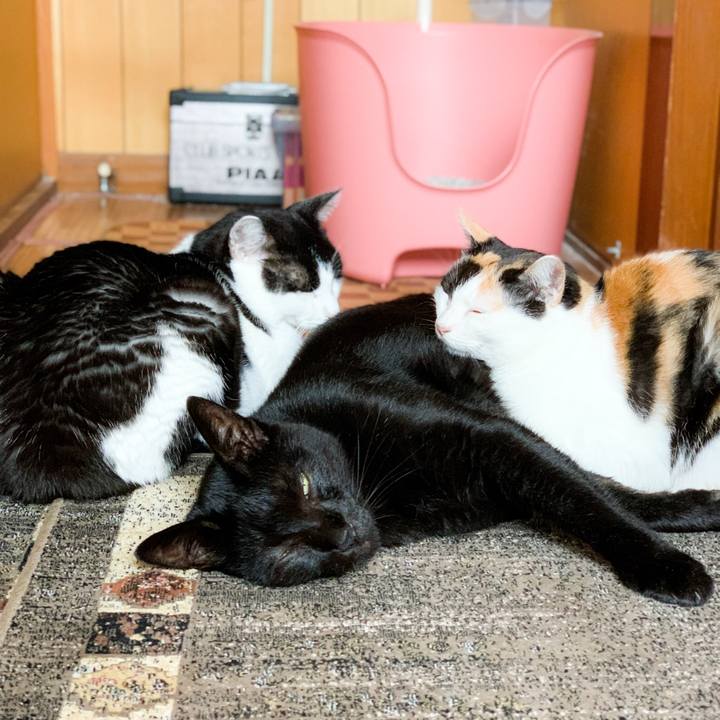 7f2f60db ab14 4813 9cb3 78bf1914e70b 1573005111584