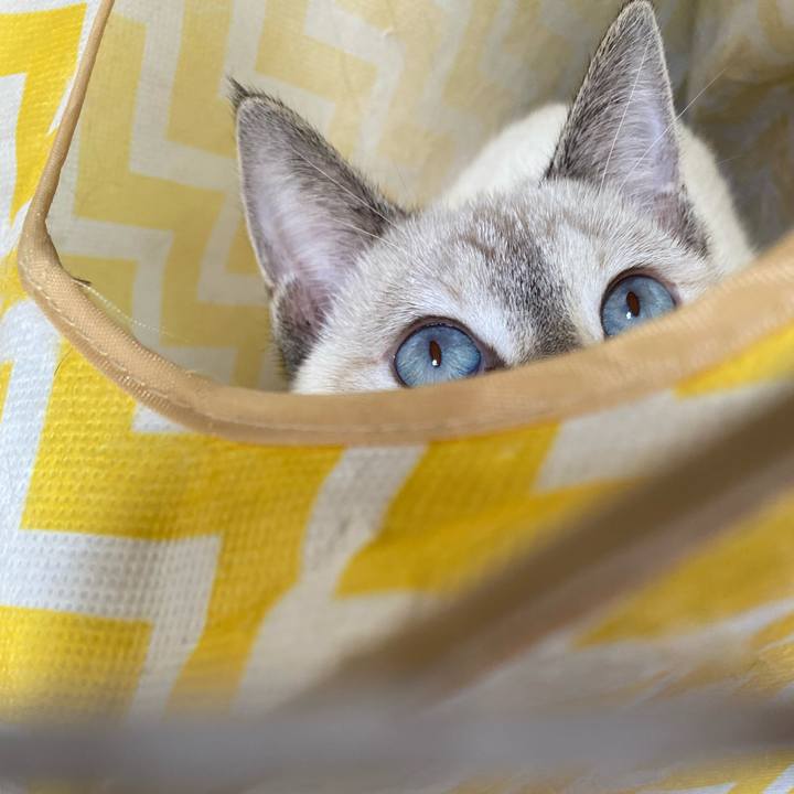 7f34f2a7 3ac5 4d5c bc81 7a7cf0aa37df 1635382031481