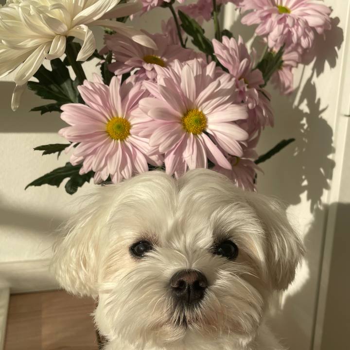 7f38730c 8b27 429b a75f f052191efcf9 1763074830703