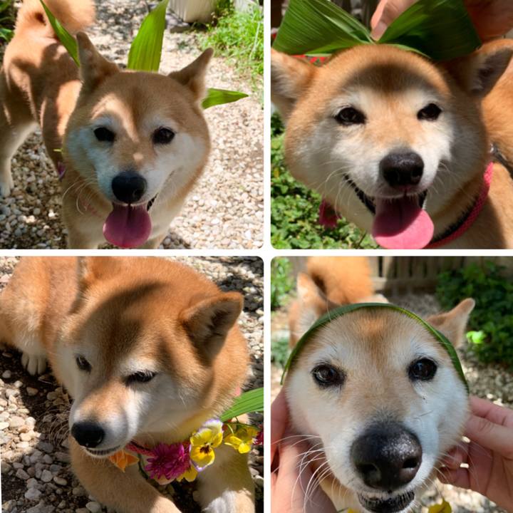 7f3e4d04 b933 4a9d aa36 dd7afef64efb 1588919334925