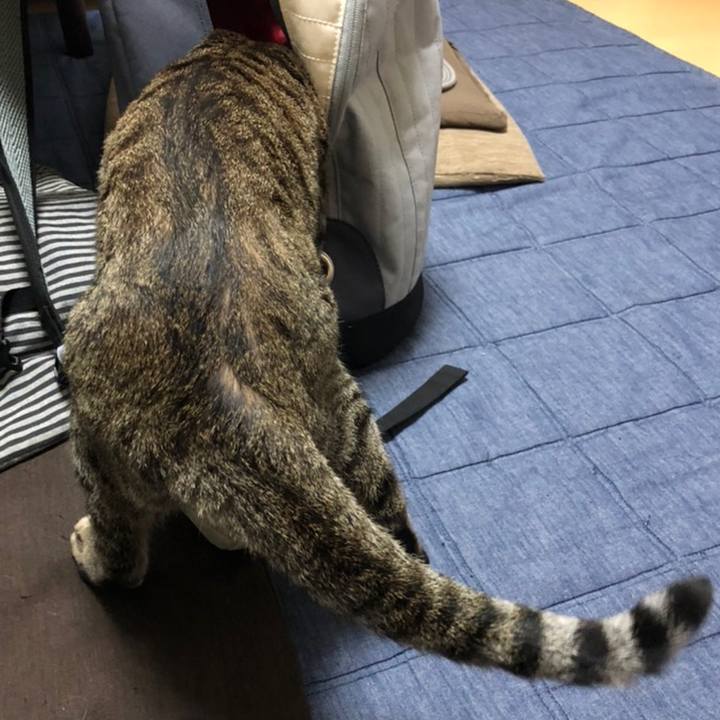 7f4160d2 8390 49bc a4ea 083a476b9676 1558190988603