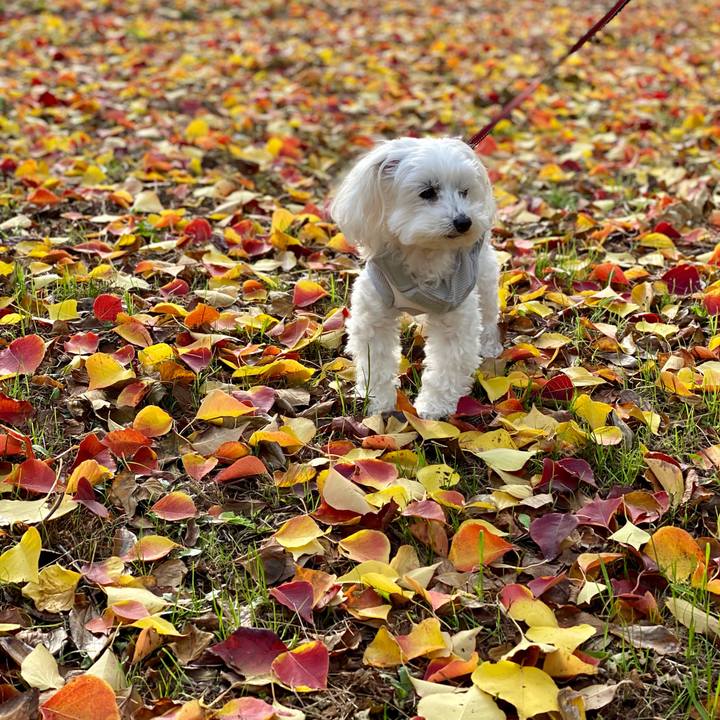 7f42f339 2cce 445e acf2 4ada2b34b59f 1669385165459