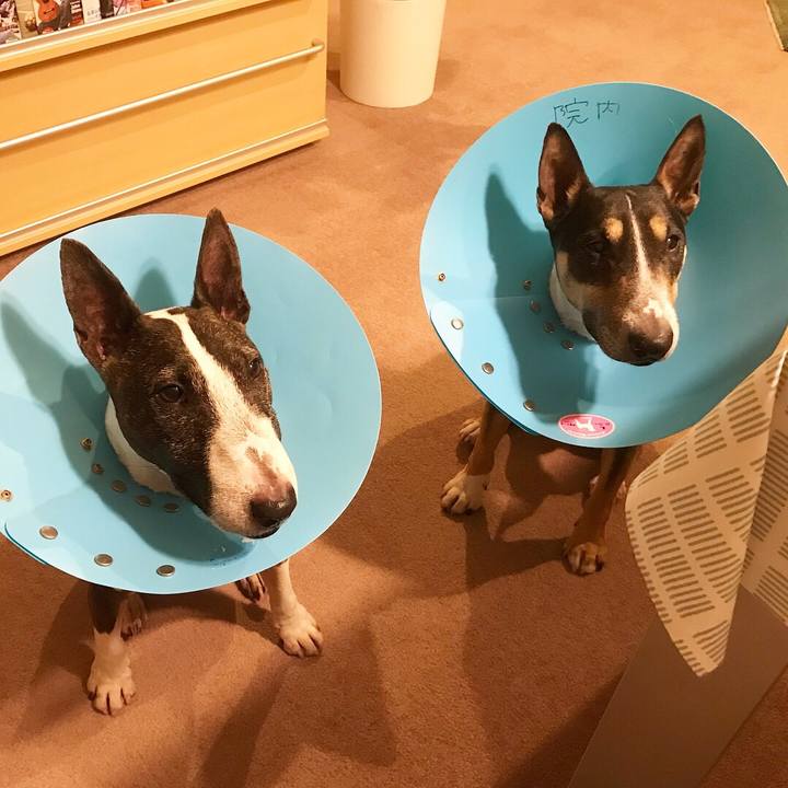 7f46e6f2 e7a4 45bd a09c 8f31bb135a69 1526904736947