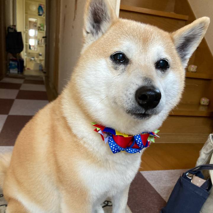 7f47f0b4 7f37 41d2 8c2c f4b861f4d585 1620198575158