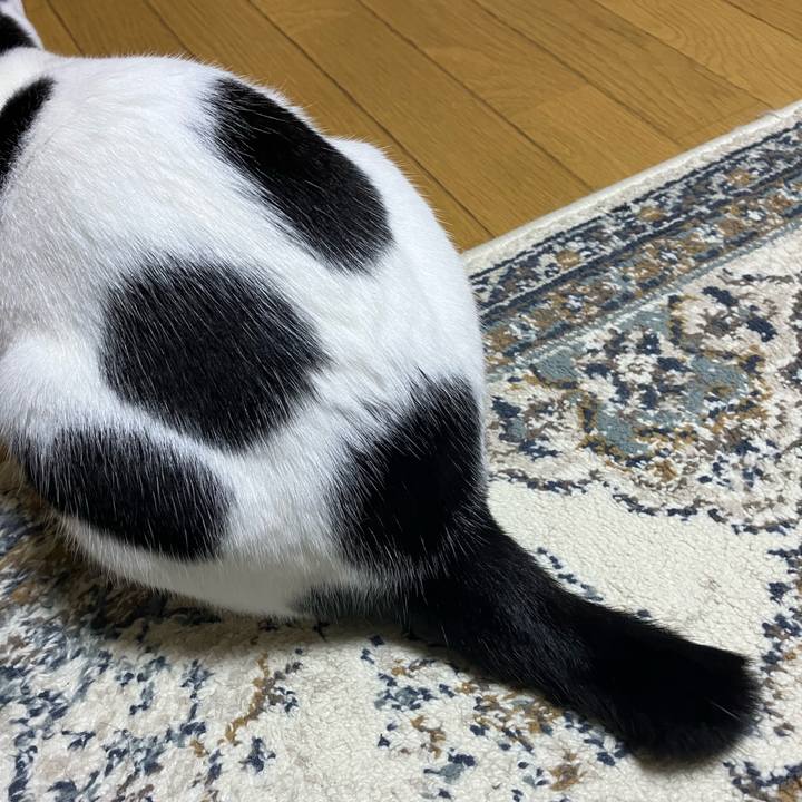 7f495b6a 56d9 418b 8af0 a7f0bd7f438f 1762174576607