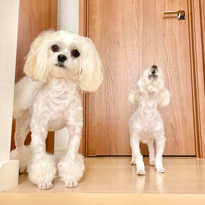 7f4d01bb 155a 433d a805 e47ebc1f853c 1623030915371