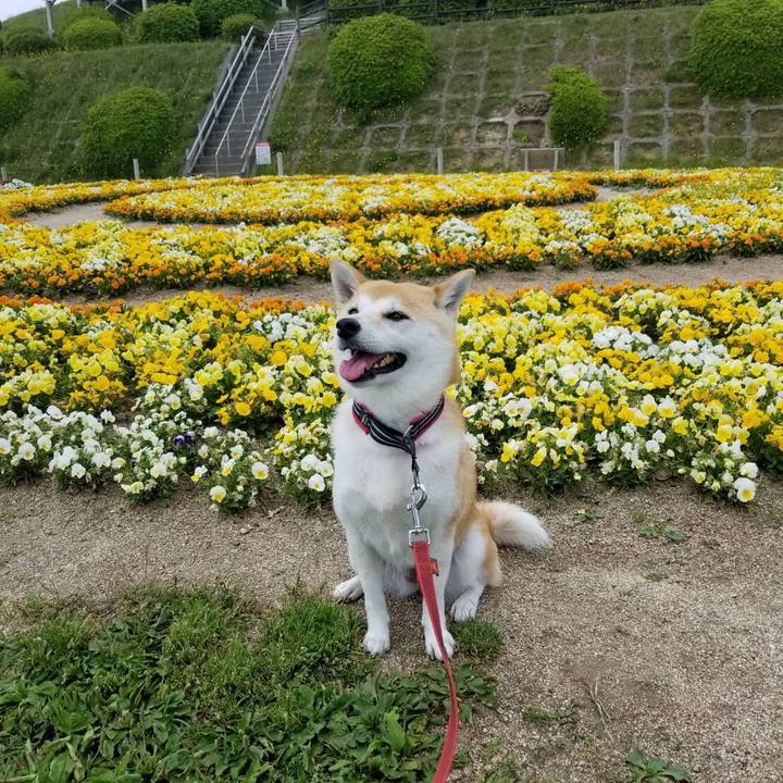 7f516487 a1f3 4a5e a277 898bc8774e76 1526642226723