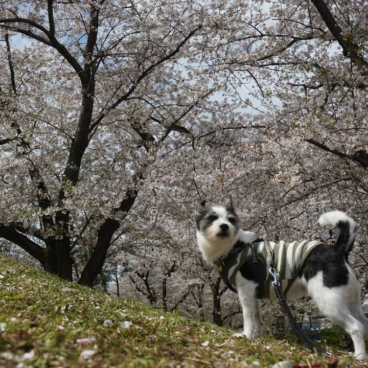 7f51b683 2ccf 450d b494 f4c34b40a20a 1744033495239