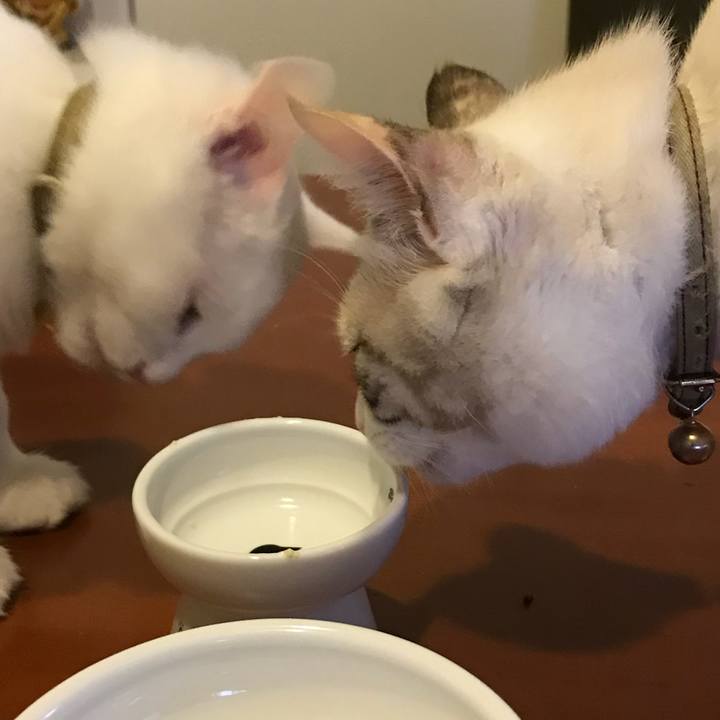 7f56f1c2 3e43 455e a67b 7e4b9facd78f 1509270982661