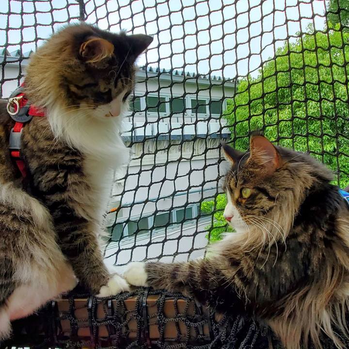 7f58f537 4c0f 4702 840e d4b00b98a4cf 1716688766362