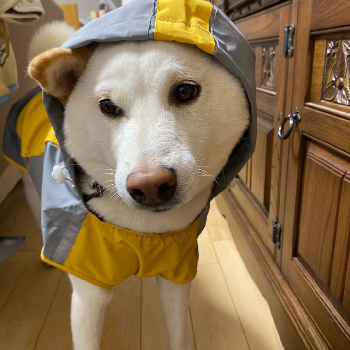 7f621780 2770 4f18 b32f 0ab2cc44f90c 1574933025412