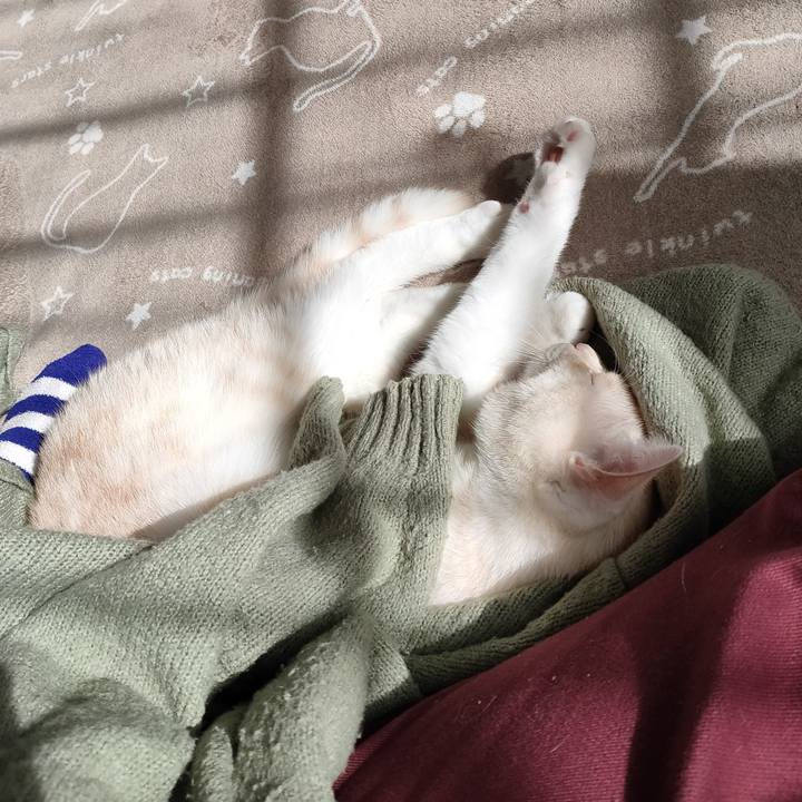 7f6385ff fcae 49cd a39c 00d0e3bbf44d 1666663314263