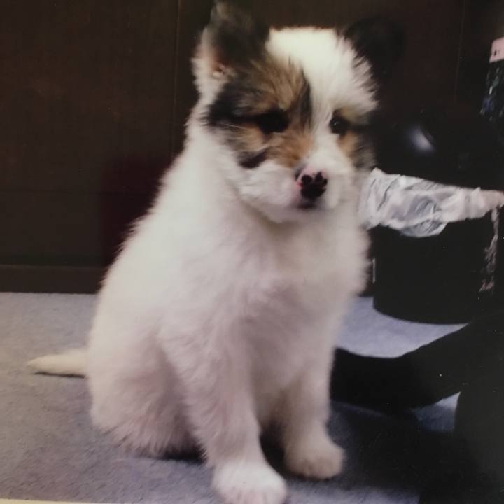 7f642a2c 406f 4400 8bf7 066829232c69 1513409966487