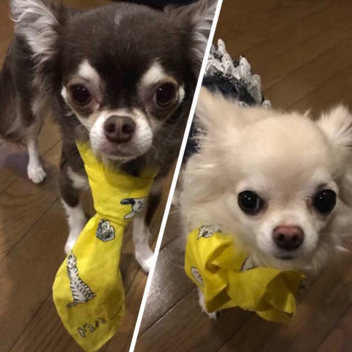 7f643b55 df66 48ba aef8 e005d82c9be6 1559911875207