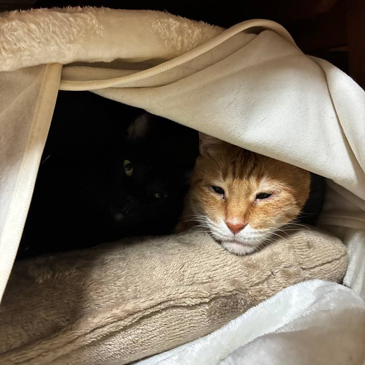 7f658202 ff90 4b46 a279 a2d514ec674b 1762855019609