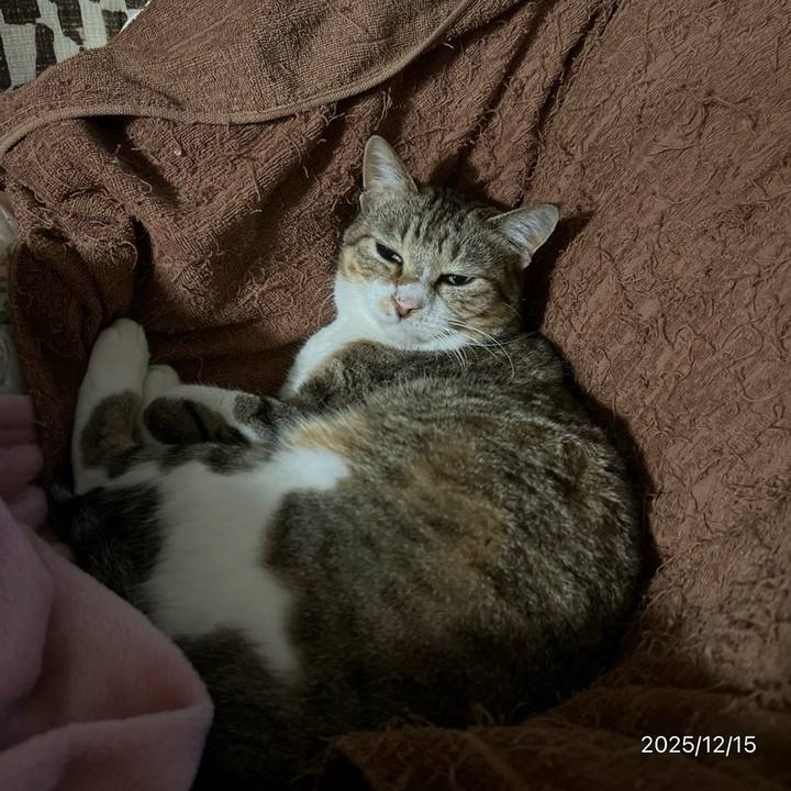 7f6740ea 350f 439a b7af d71675738821 1765749786080