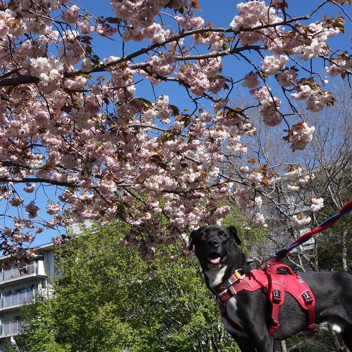 7f6cdd2a 3940 4454 9541 5b00dcf3d319 1587257803664