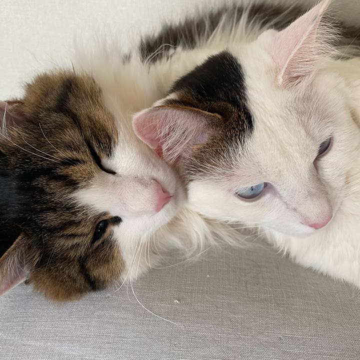 7f6ff88c def8 4e66 a8c2 bf446938dd9b 1582619423976