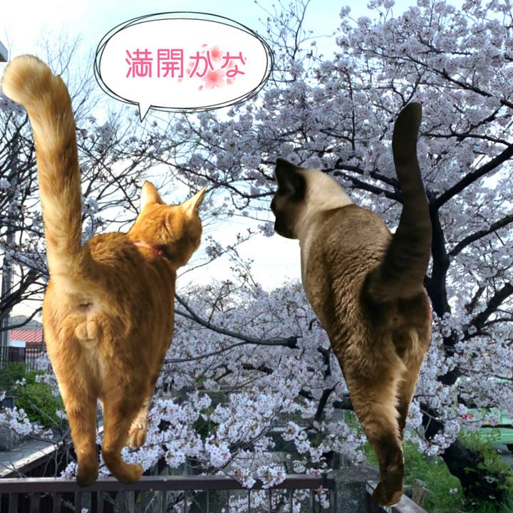 7f73bc18 7797 4589 80ca ce56c4b41d1a 1585832444919