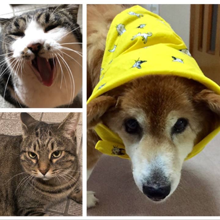 7f74a4a1 73d8 4f8c a8c6 43c6f7a26a4f 1546322062520