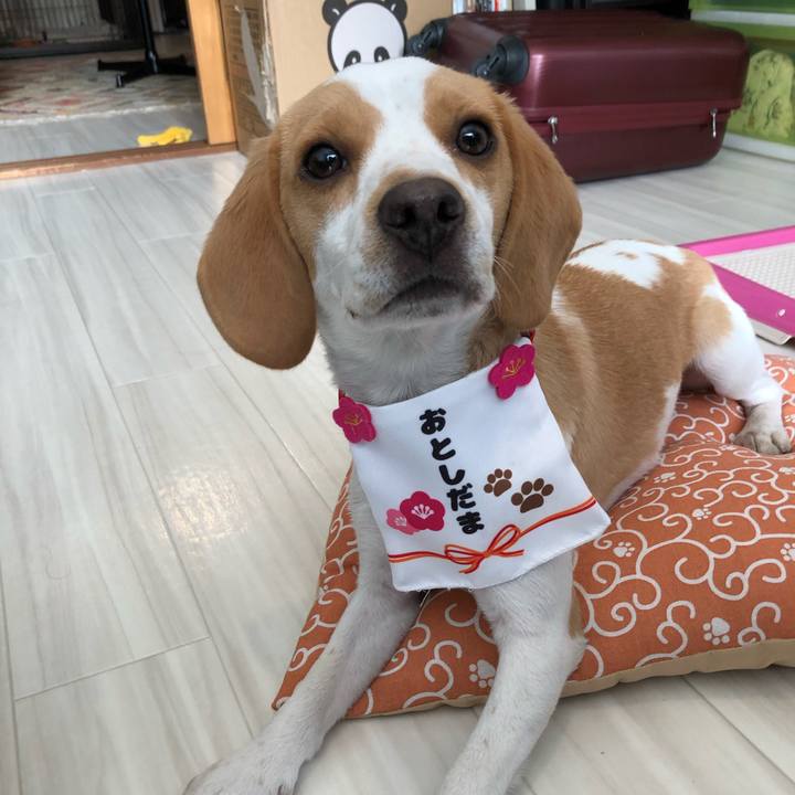 7f780714 5a7d 42b1 93f9 04f760028ab8 1546314059807