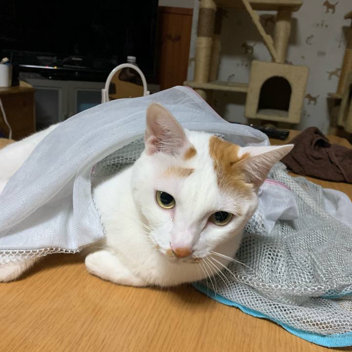 7f782fe3 e83a 48bd af22 031d3df87bf8 1573906759631