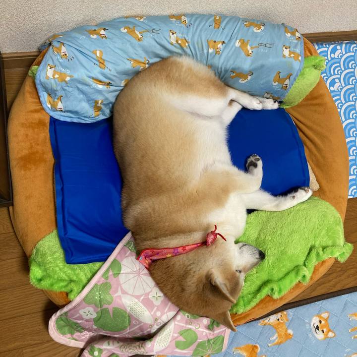 7f7e2e4f fda3 4c34 b6e2 404ea957b8ba 1627123116363