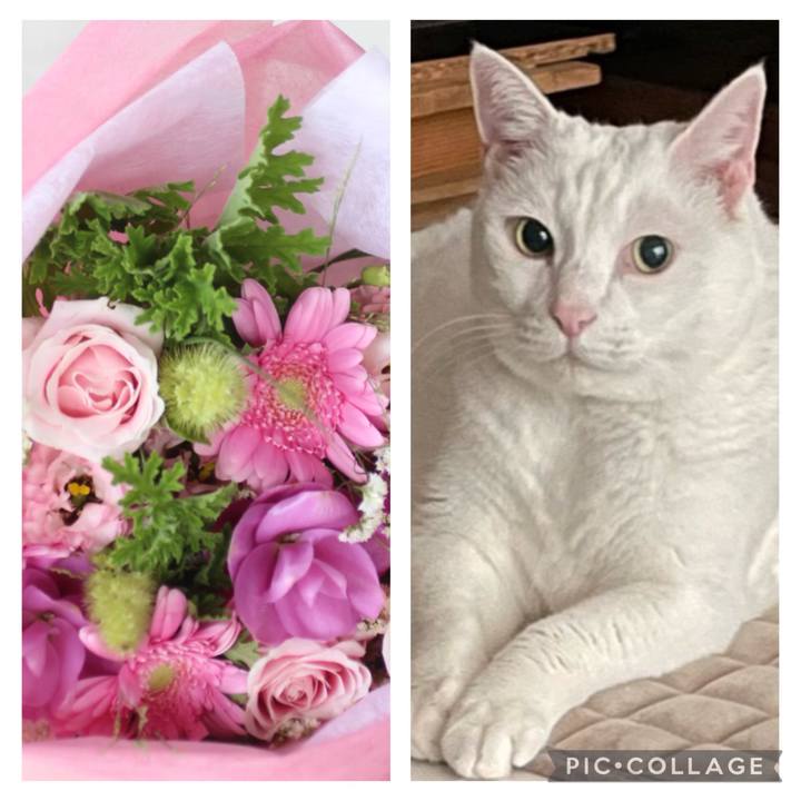 7f7fcd4e d6ae 4454 81fd 6ef6b104b64c 1763907931378