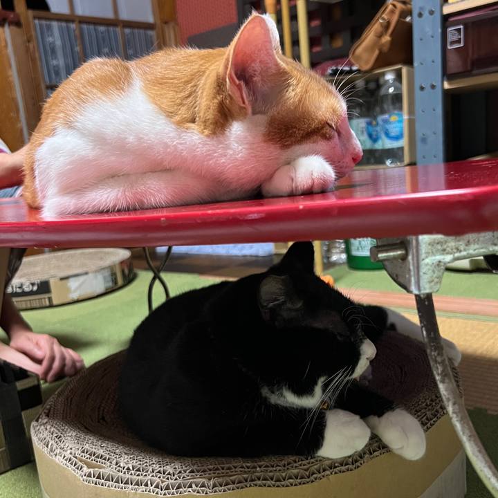 7f810583 d616 48f6 9610 707a05ac34d9 1695385609620