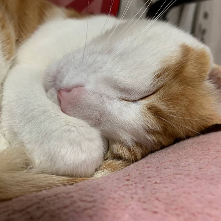 7f87f041 a81a 4406 aff3 71d368cce56a 1585830340787